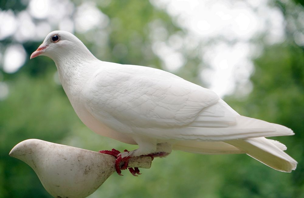 Free dove in forest close up photo, public domain animal CC0 image.