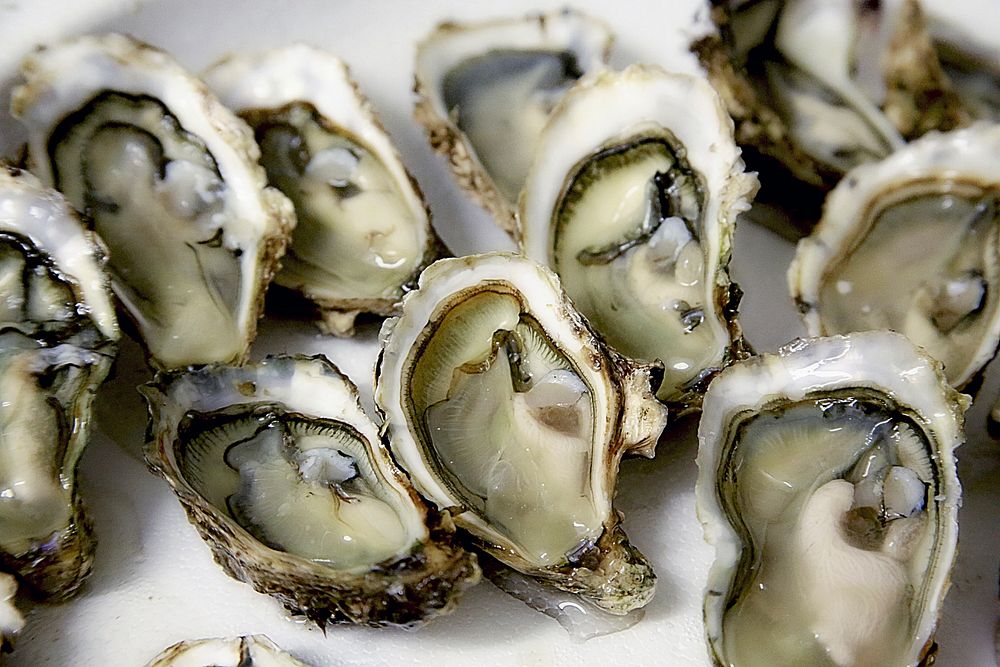 Free fresh oysters image, public domain seafood CC0 photo.