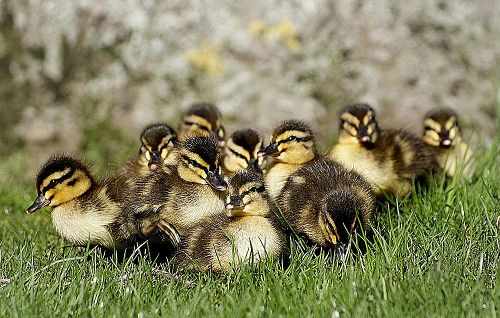 Free ducklings walking on grass image, public domain animal CC0 photo.