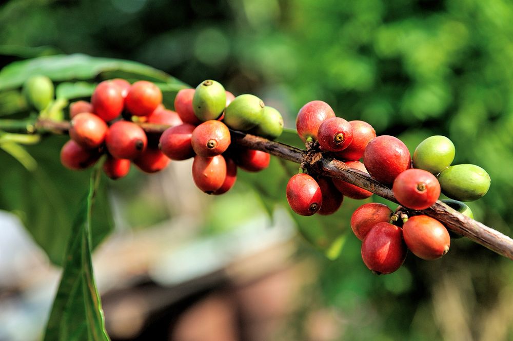 Free coffee beans & tree image, public domain food & beverage CC0 photo.