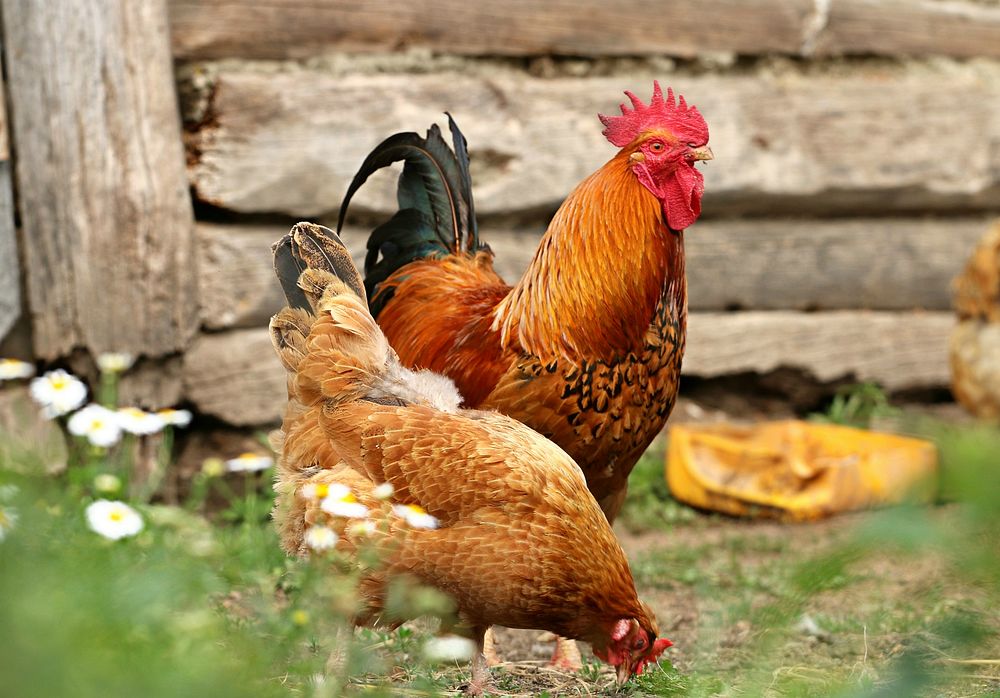 Free brown chicken image, public domain animal CC0 photo.