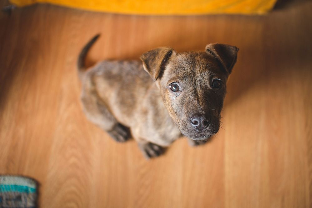 Free brown puppy image, public domain animal CC0 photo.