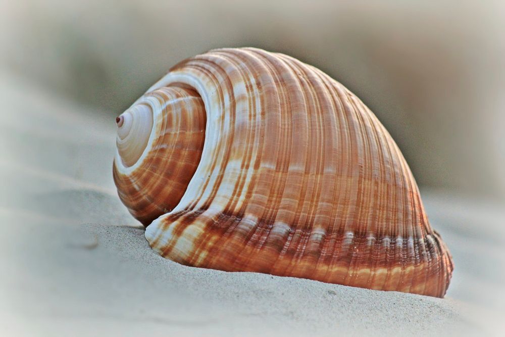 Free spiral shell on sand closeup photo, public domain CC0 image.