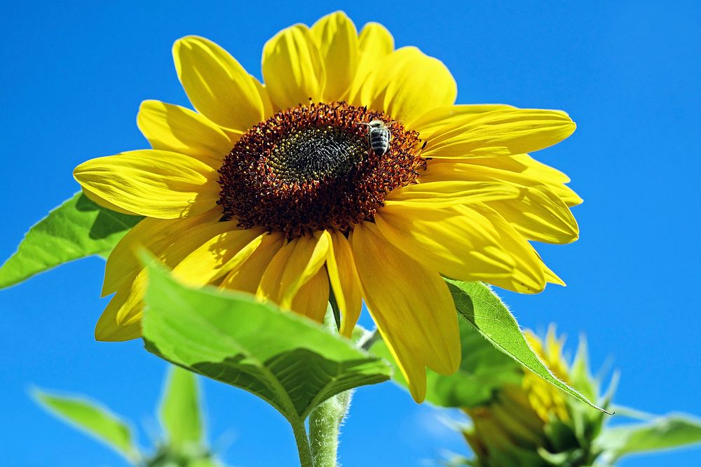 Free sunflower image, public domain botanical CC0 photo.
