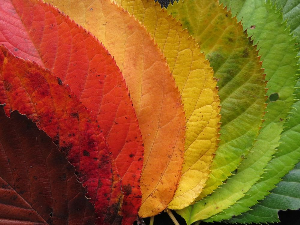 Free colorful autumn leaves image, public domain nature CC0 photo.