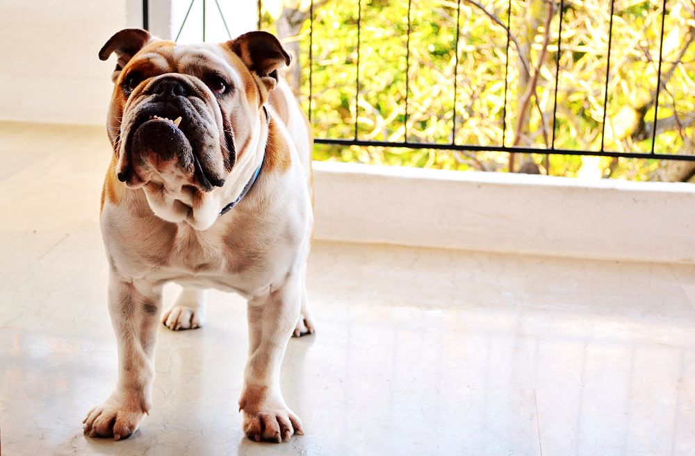 Free bulldog image, public domain animal CC0 photo.