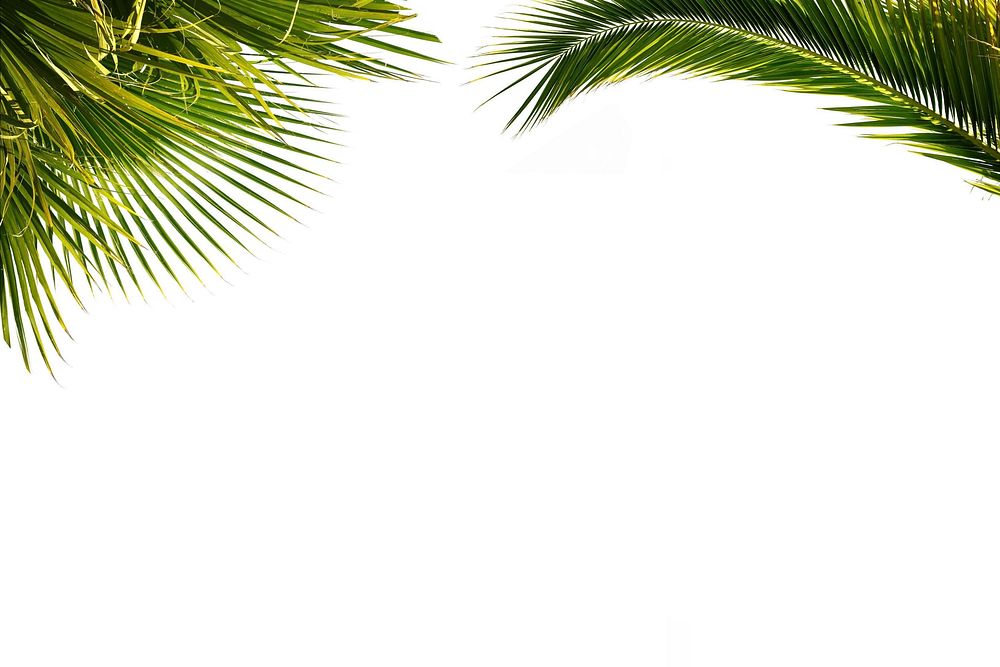 Free tropical palm leaf image, public domain plant CC0 photo.