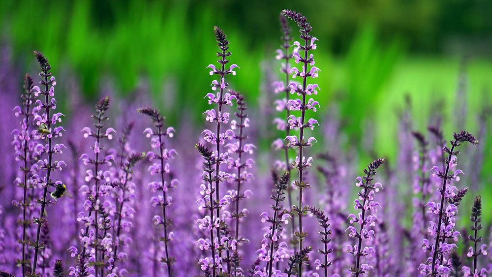 Free sage flower image, public domain nature CC0 photo.