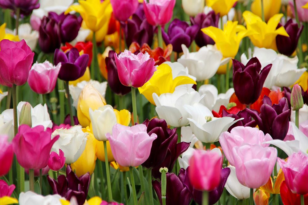 Free tulip image, public domain flower CC0 photo.