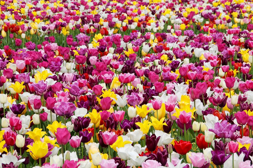 Free tulips field image, public domain flower CC0 photo.