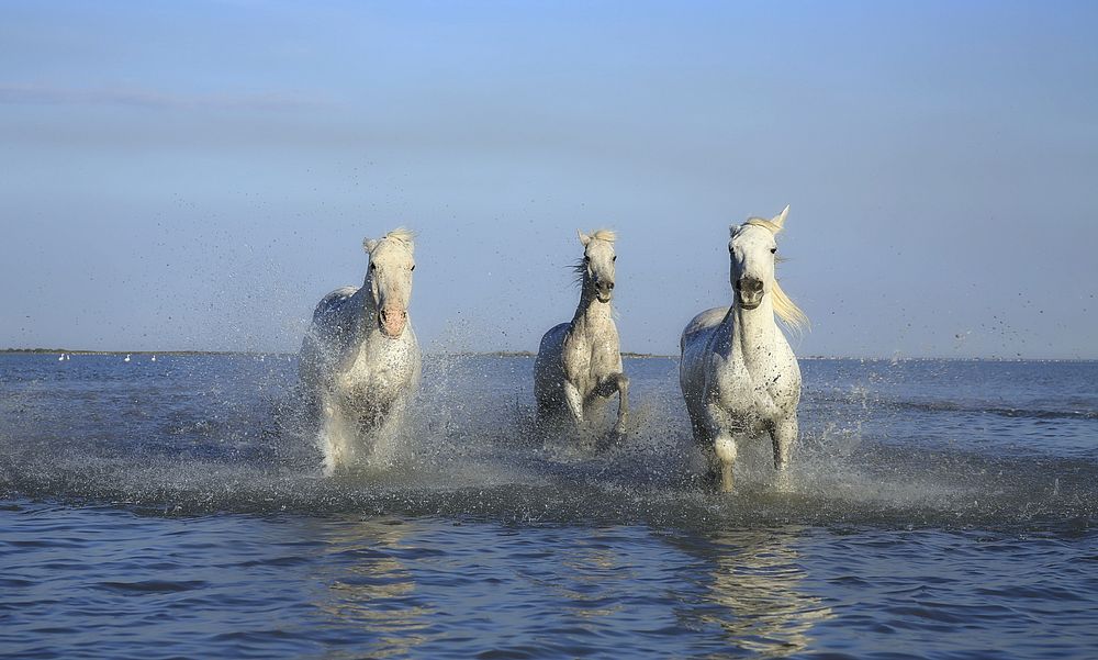 Free white horse galloping image, public domain CC0 photo.