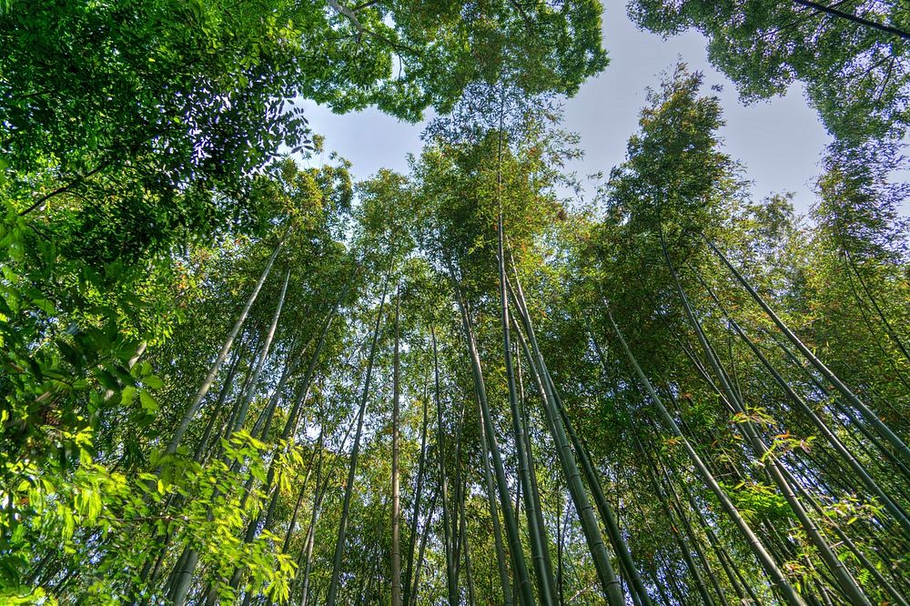 Free tree tops image, public domain nature CC0 photo.