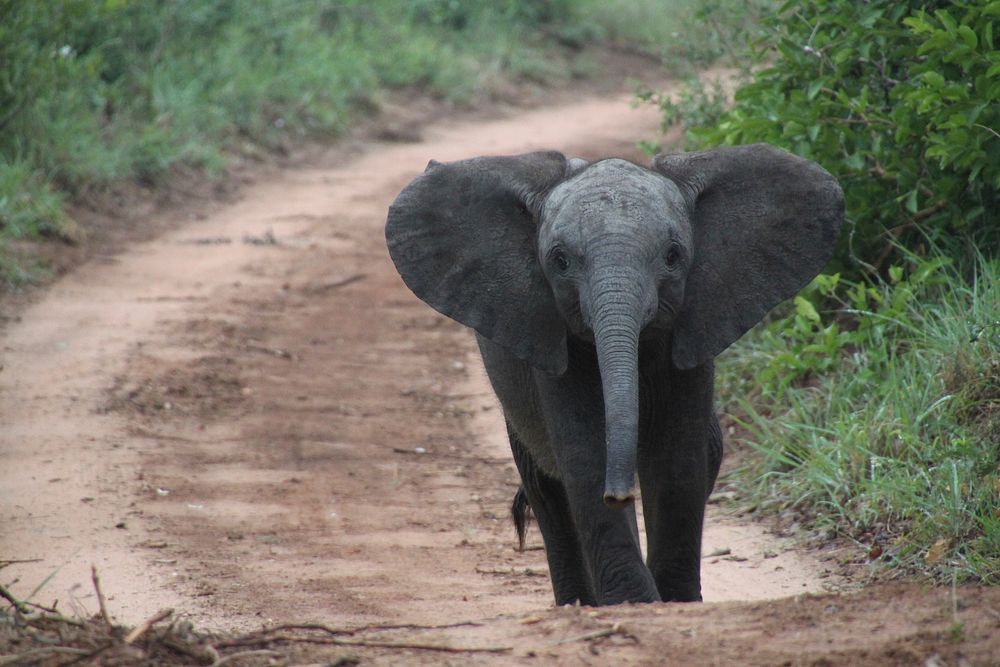 Free baby African elephant image, public domain wild animal CC0 photo.