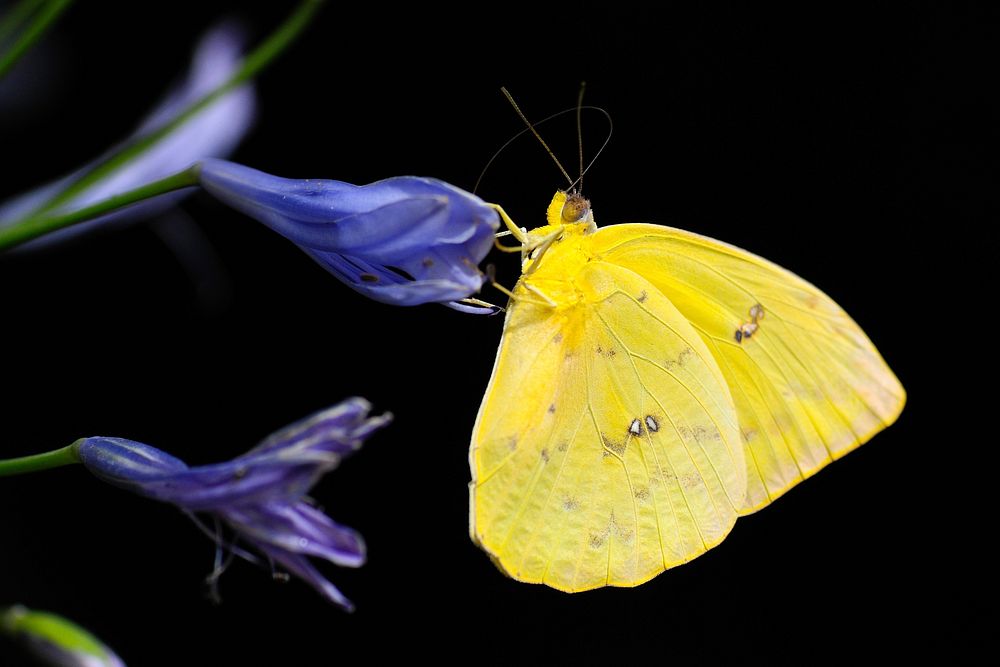 Free butterfly and flower image, public domain animal CC0 photo.