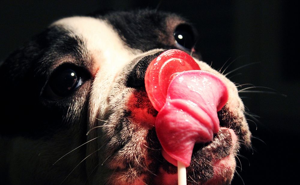 Free close up bulldog's face with tongue out image, public domain animal CC0 photo.