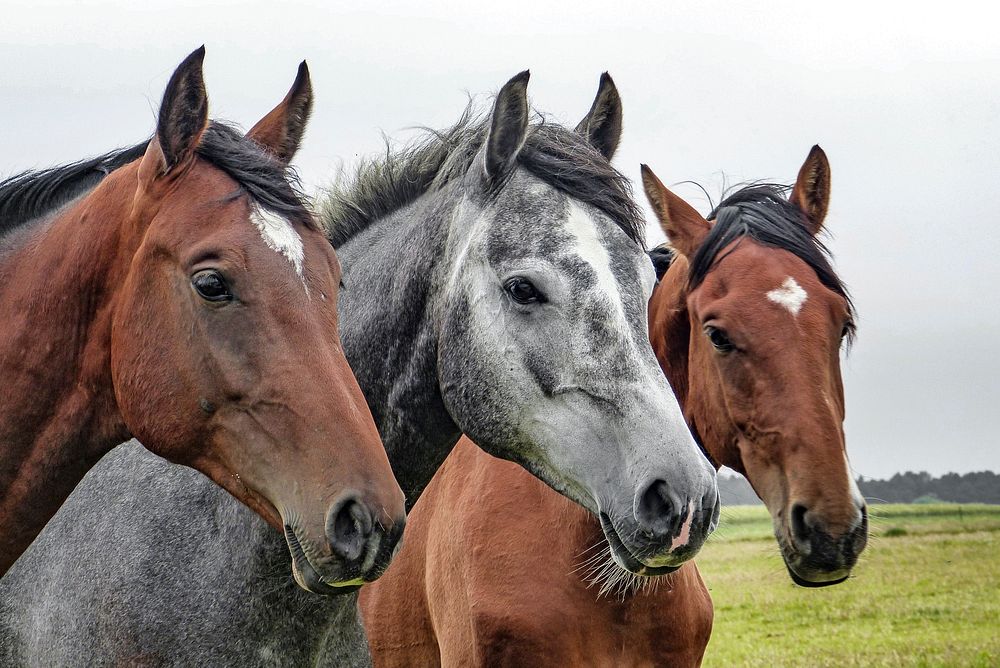 Free image of brown horse in grass, public domain animal CC0 photo.