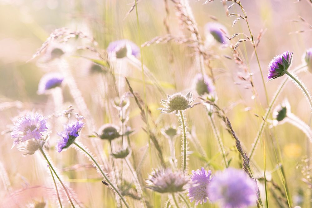 Free pink thistle image, public domain spring CC0 photo.