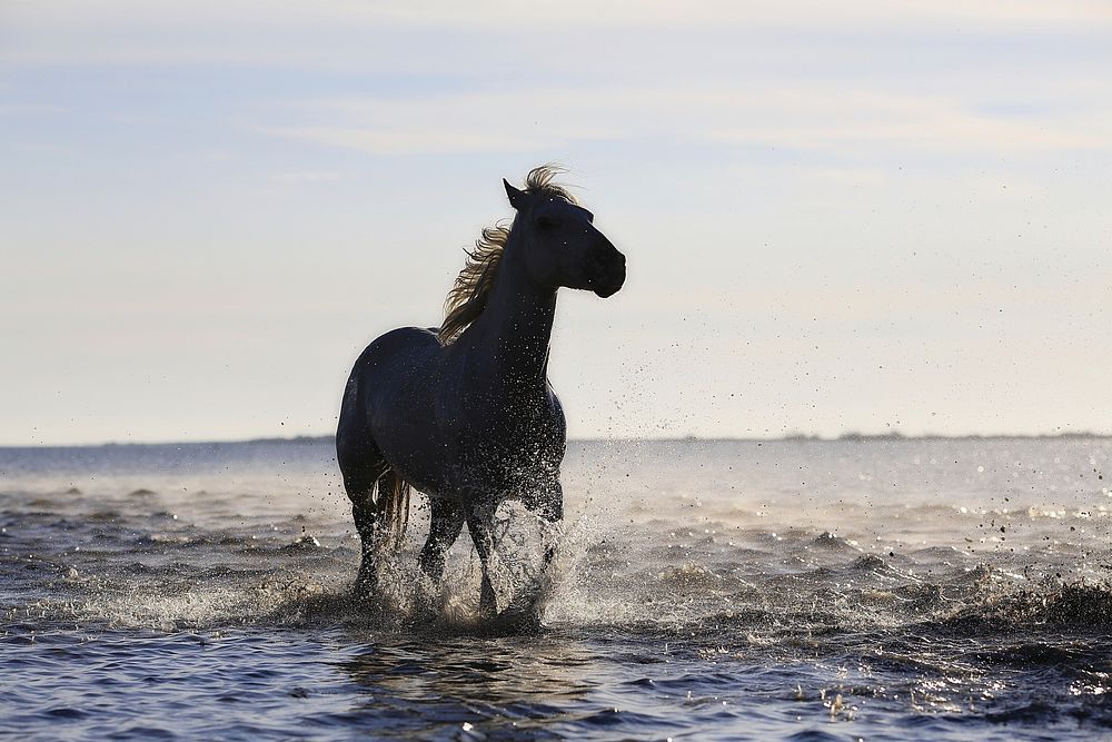 Free horse running in water image, public domain animal CC0 photo.