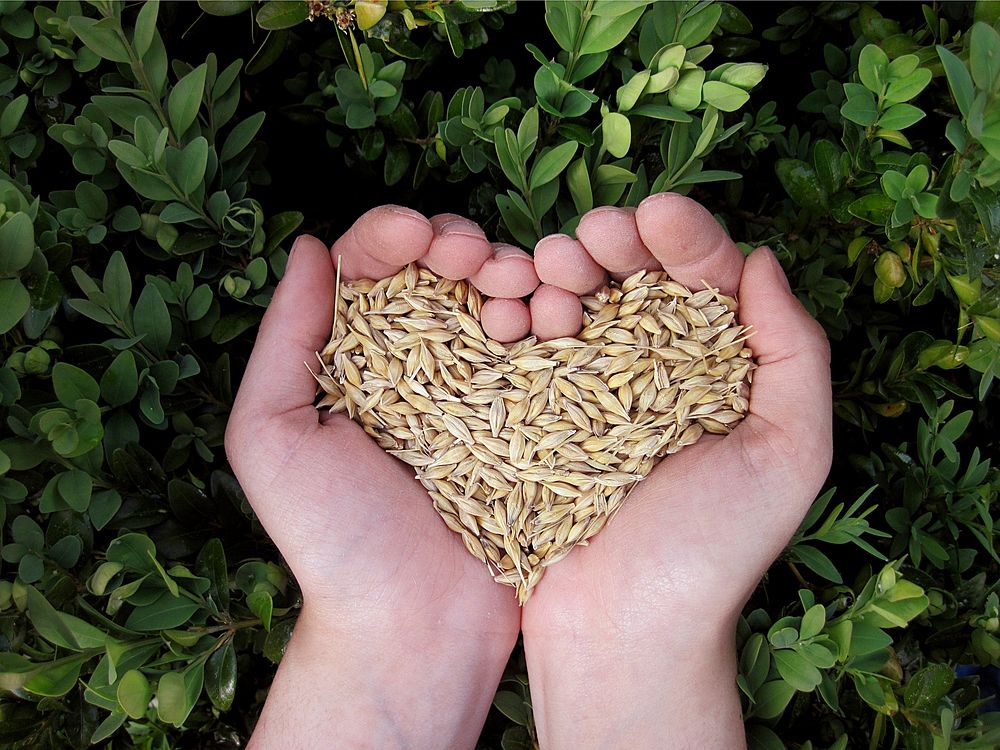 Free hand holding wheat grains image, public domain food CC0 photo
