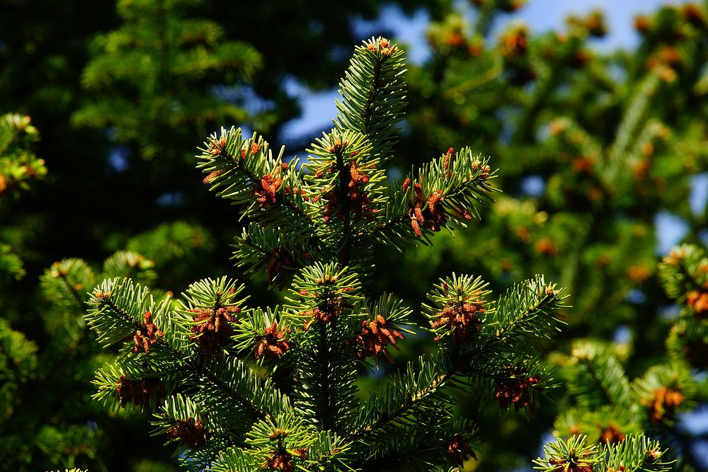 Free fir trees needles cone pines image, public domain nature CC0 photo.