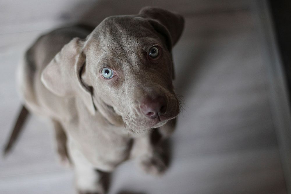 Free black dog with blue eyes image, public domain animal CC0 photo.