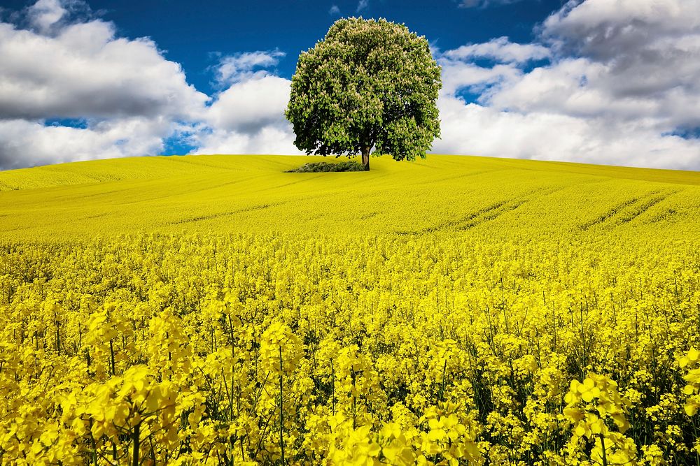 Green nature landscape photo , free public domain CC0 image.