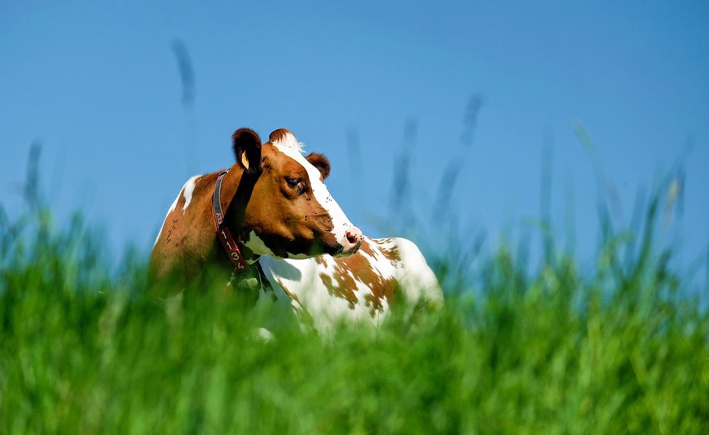 Free image of cow on a meadow, public domain animal CC0 photo.