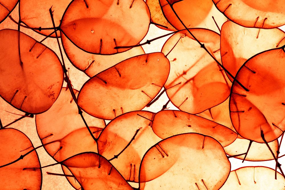 Orange leaves background, free public domain CC0 image.
