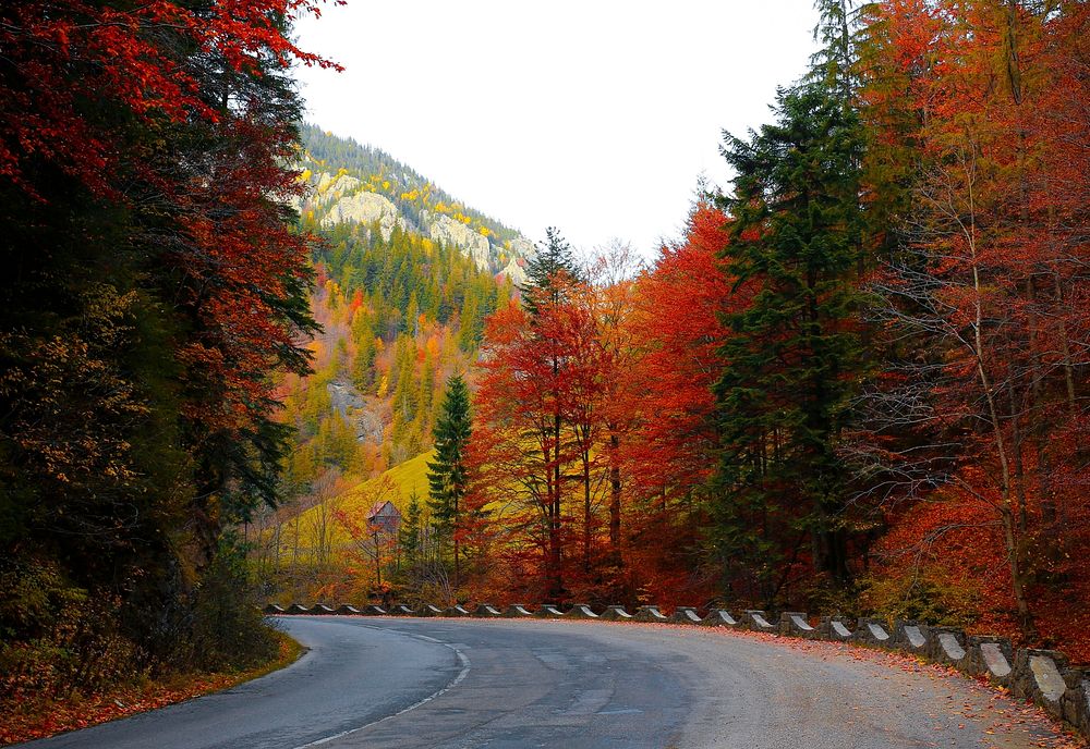 Free autumn fall road with orange leaves photo, public domain nature CC0 image.