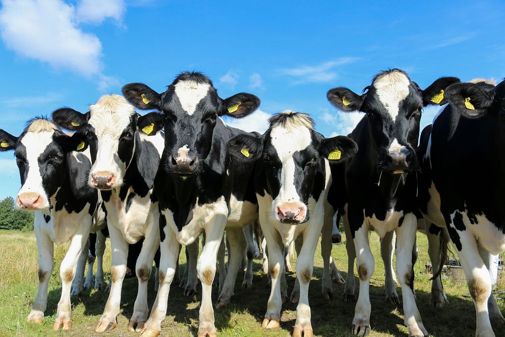 Free spotted cows standing image, public domain animal CC0 photo.