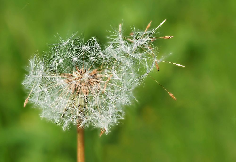 Free dandelion image, public domain flower CC0 photo.