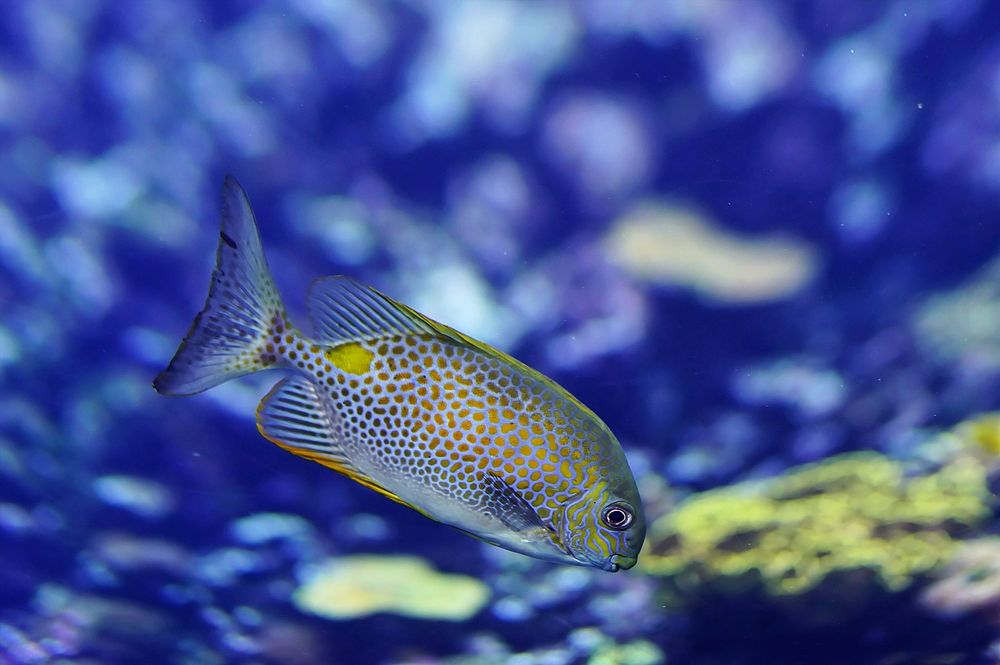 Free exotic fish image, public domain animal CC0 photo.