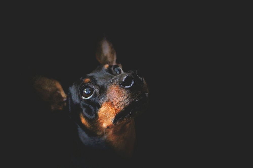 Free doberman puppy image, public domain animal CC0 photo.