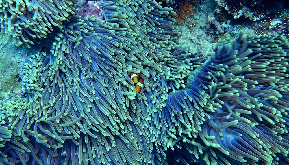 Free hiding clown fish image, public domain animal CC0 photo.