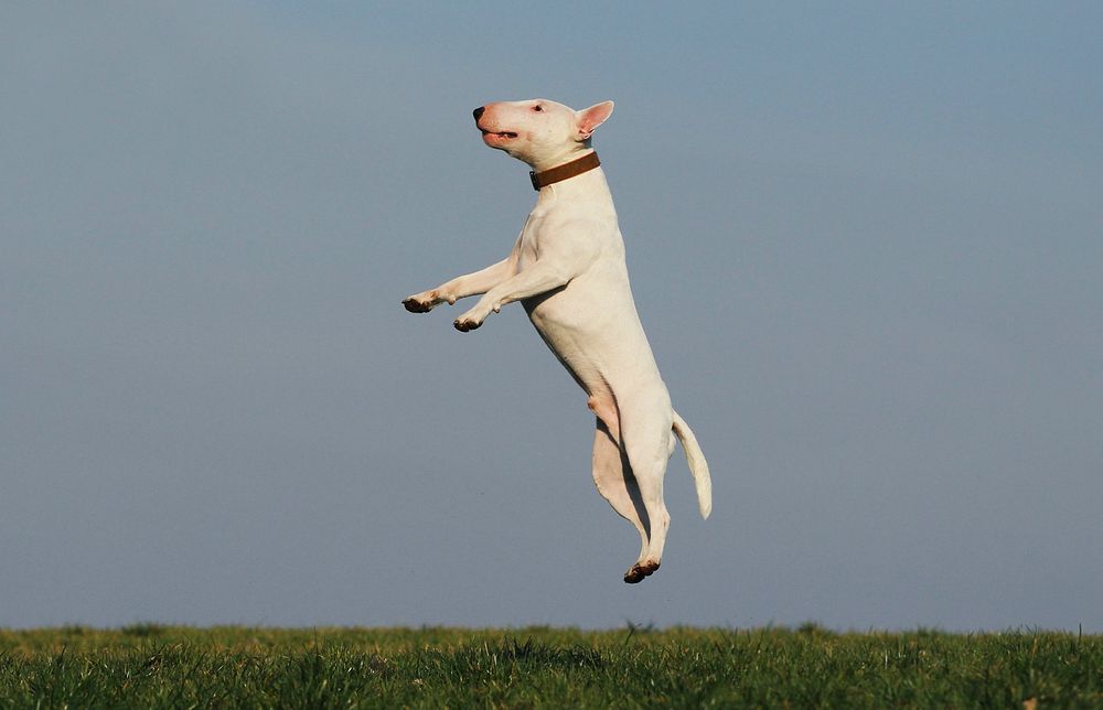 Free bull terrier dog jumping on grass field image, public domain animal CC0 photo.