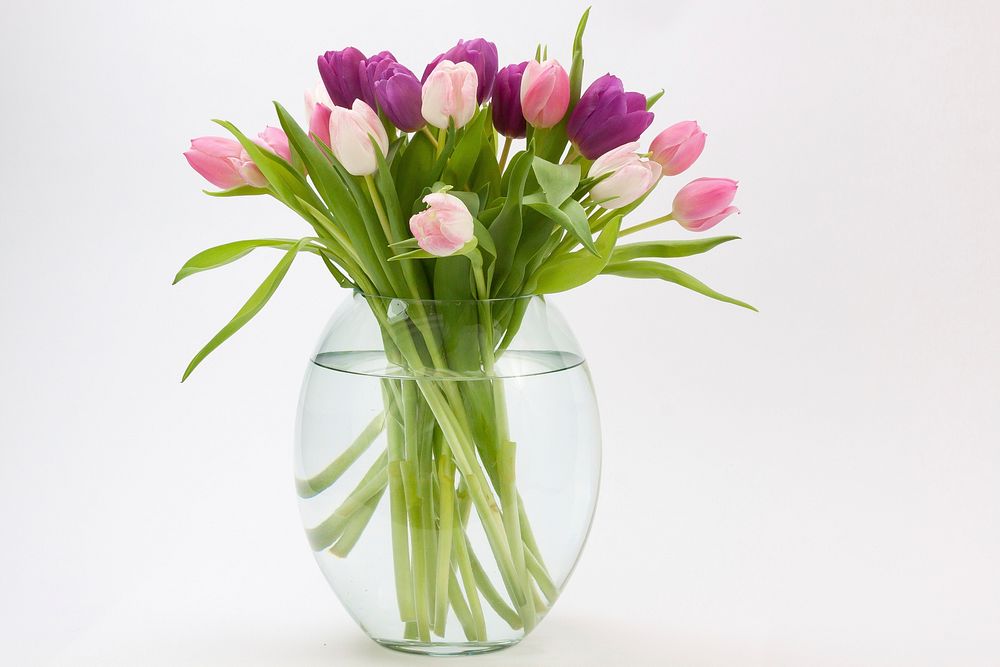 Free purple tulips image, public domain flower CC0 photo.
