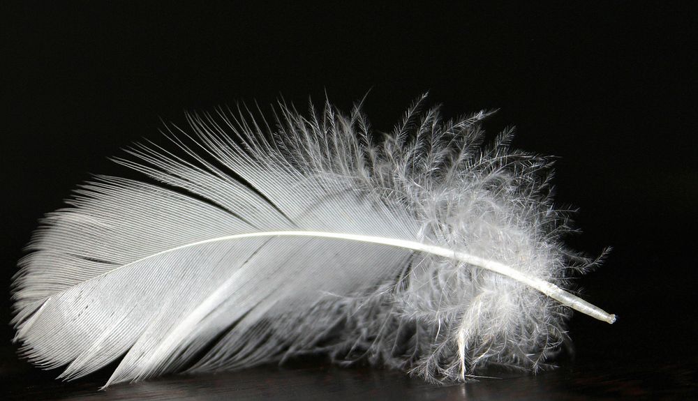 Free close up white feather image, public domain CC0 photo.