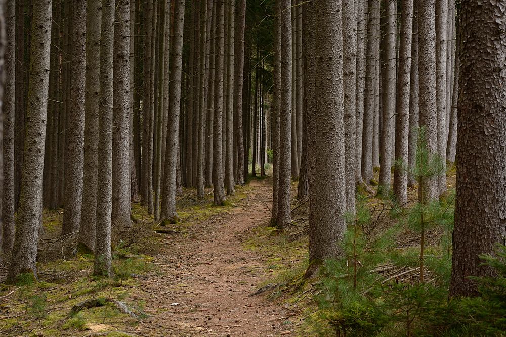 Winter forest photography, free public domain CC0 image.