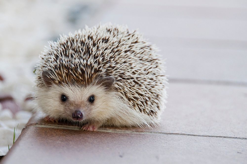 Free hedgehog in nature background portrait photo, public domain animal CC0 image.