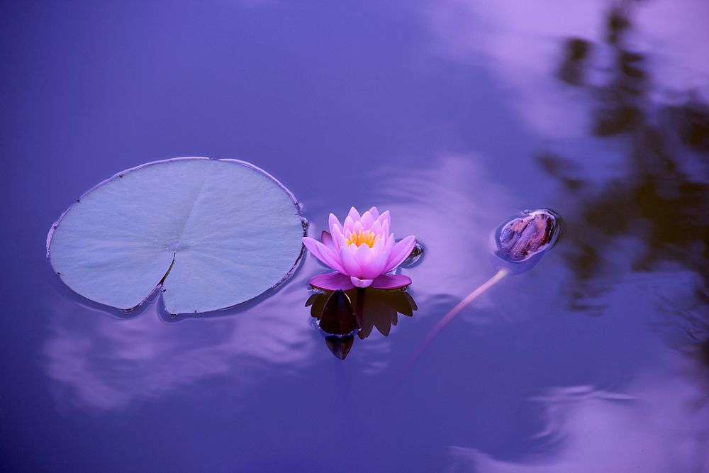 Free water lily image, public domain flower CC0 photo.