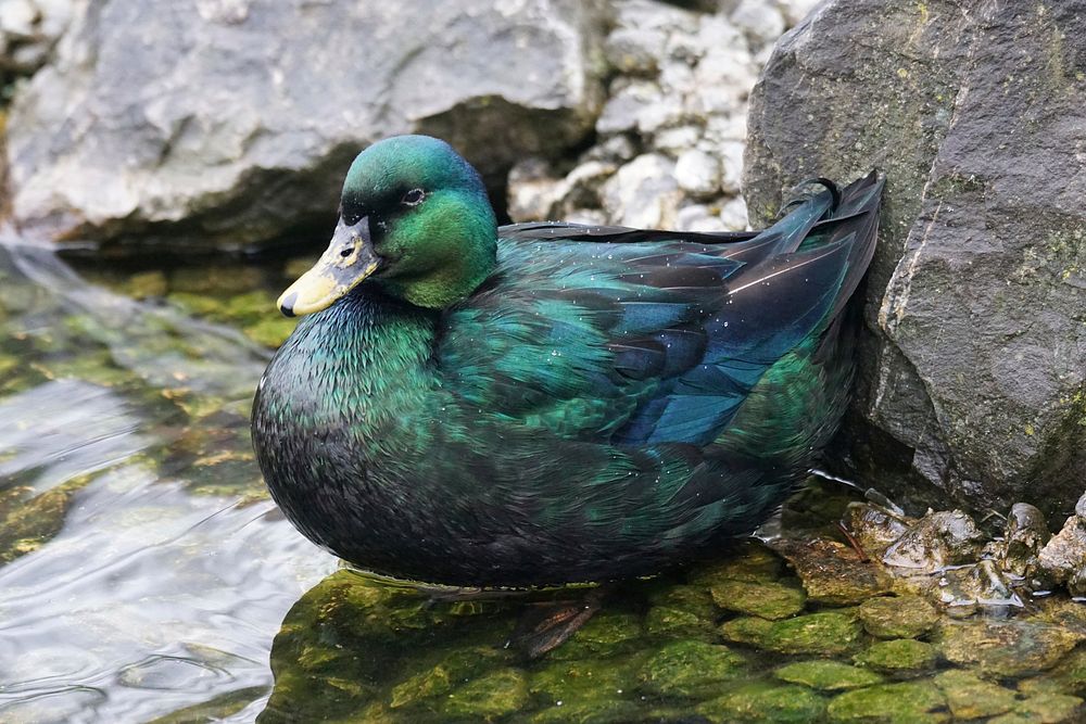 Free emerald duck image, public domain animal CC0 photo.