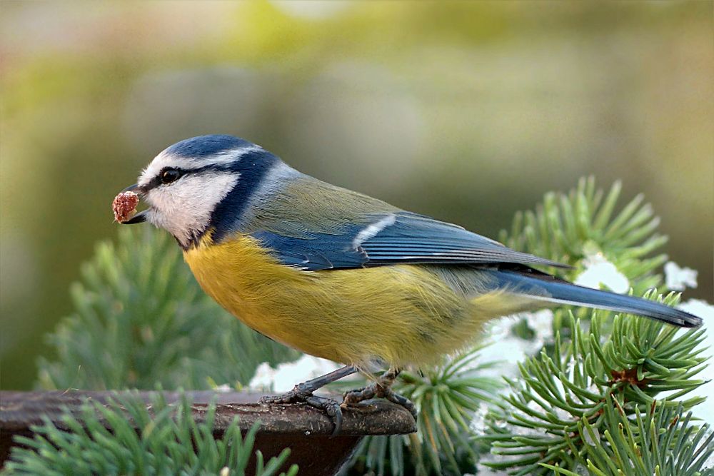 Free blue jay with nature background portrait photo, public domain animal CC0 image.