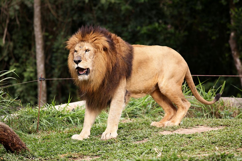 Free pride lion roaring, wildlife image, public domain CC0 photo.