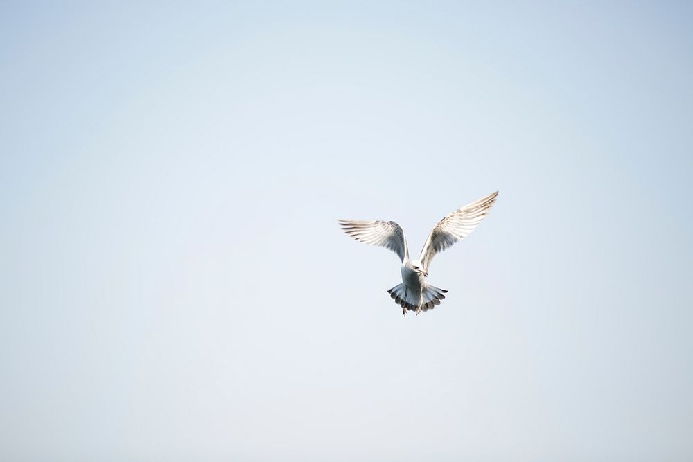 Free seagull flying alone image, public domain animal CC0 photo.