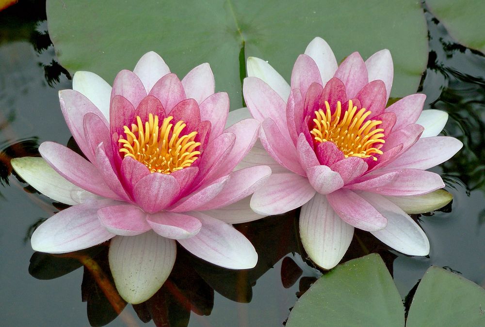 Free water lily image, public domain flower CC0 photo.