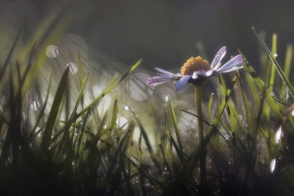 Free daisy background image, public domain flower CC0 photo.