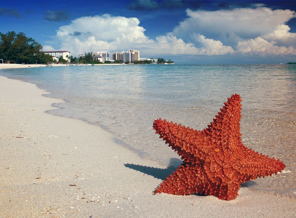 Free starfish image, public domain sea life CC0 photo. 