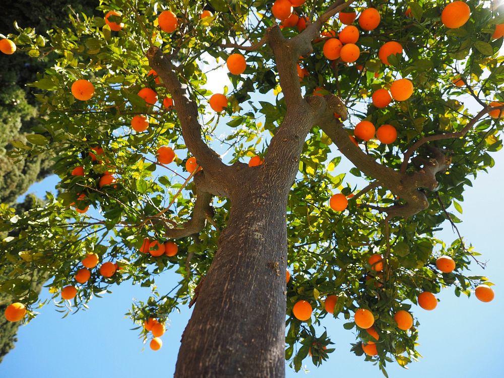 Free orange tree public domain CC0 photo.