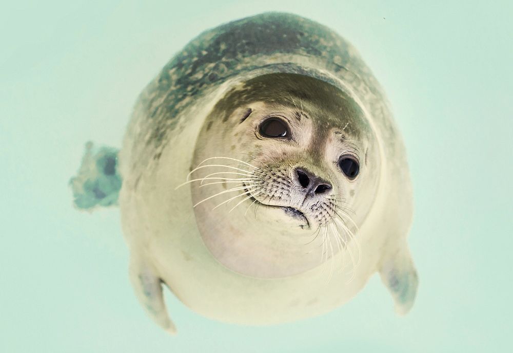 Free seal image, public domain animal CC0 photo.