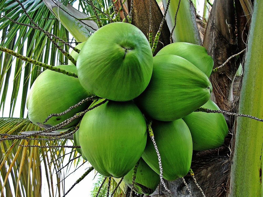 Free coconuts hanging on palm tree image, public domain CC0 photo.